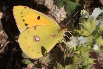 <i>Colias crocea</i>