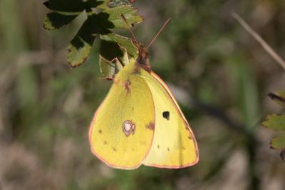 <i>Colias crocea</i>