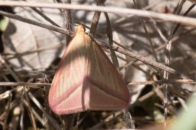 <i>Rhodometra sacraria</i>