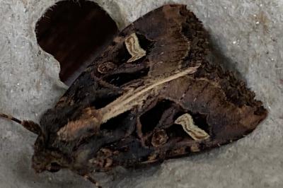 <i>Trigonophora flammea</i>