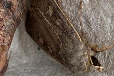 <i>Xestia xanthographa</i>