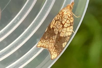 <i>Acleris rhombana</i>