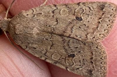 <i>Propenistra laevis</i>