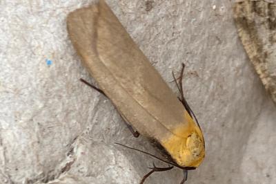 <i>Lithosia quadra</i>