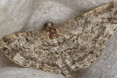 <i>Peribatodes rhomboidaria</i>