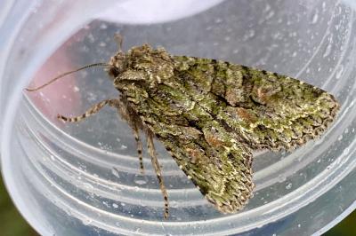 <i>Dryobotodes eremita</i>