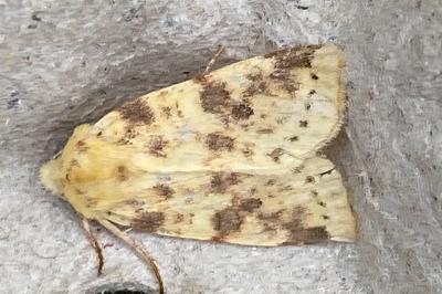 <i>Cirrhia icteritia</i>
