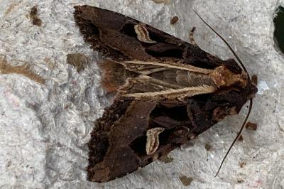 <i>Trigonophora flammea</i>