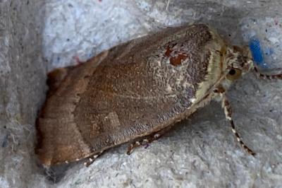 <i>Noctua janthe</i>