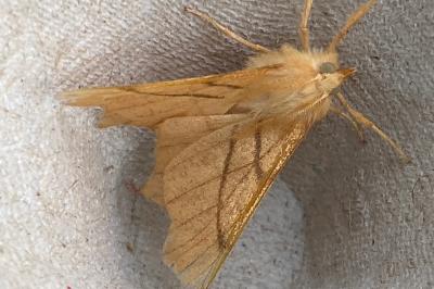 <i>Ennomos erosaria</i>