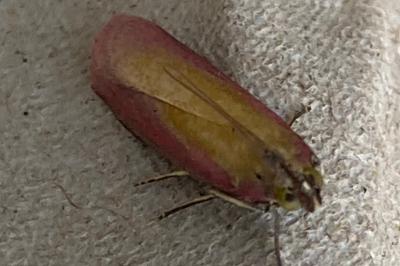 <i>Oncocera semirubella</i>