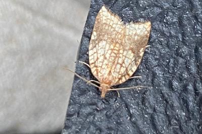 <i>Acleris rhombana</i>