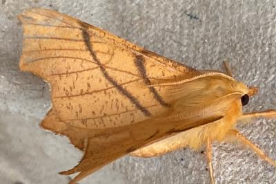 <i>Ennomos erosaria</i>