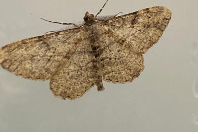 <i>Peribatodes rhomboidaria</i>