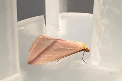 <i>Rhodometra sacraria</i>