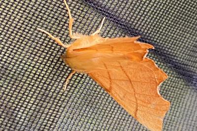 <i>Ennomos erosaria</i>