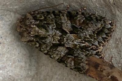 <i>Dryobotodes eremita</i>