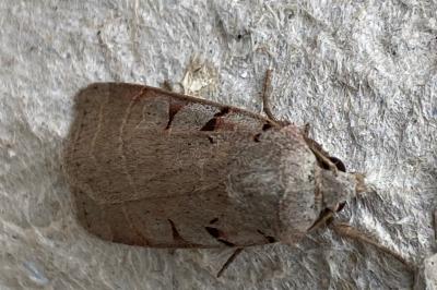 <i>Eugnorisma glareosa</i>