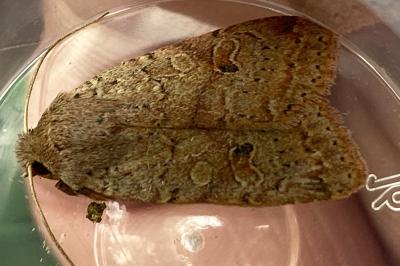 <i>Propenistra laevis</i>