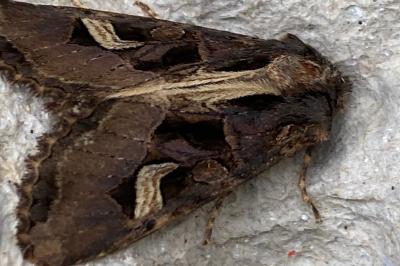 <i>Trigonophora flammea</i>