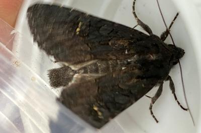 <i>Aporophyla nigra</i>