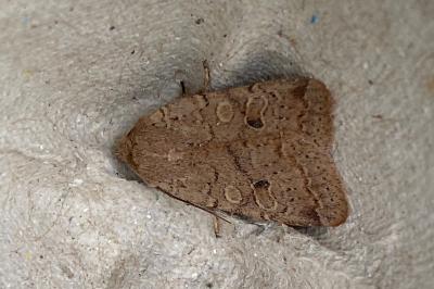 <i>Propenistra laevis</i>