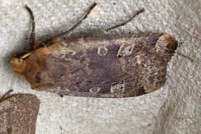 <i>Conistra erythrocephala</i>