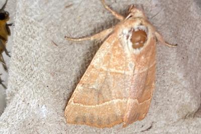 <i>Atethmia centrago</i>