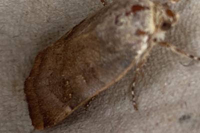 <i>Noctua janthe</i>