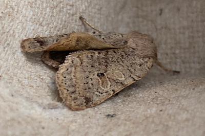 <i>Propenistra laevis</i>