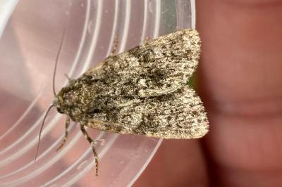 <i>Acronicta rumicis</i>