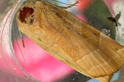 <i>Noctua fimbriata</i>