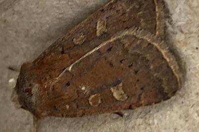 <i>Xestia xanthographa</i>