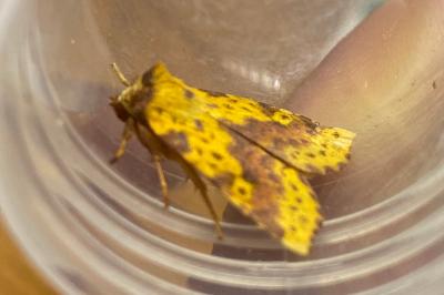 <i>Xanthia togata</i>