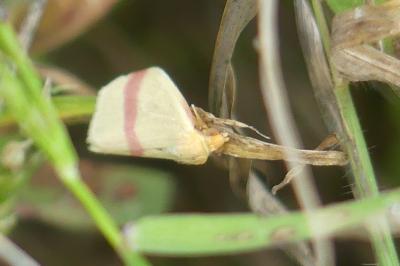 <i>Rhodometra sacraria</i>