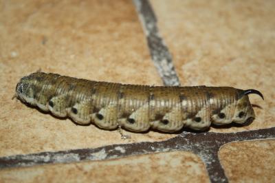 <i>Agrius convolvuli</i>