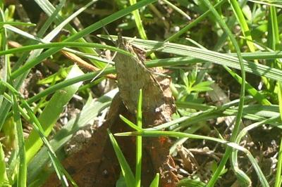 <i>Nomophila noctuella</i>