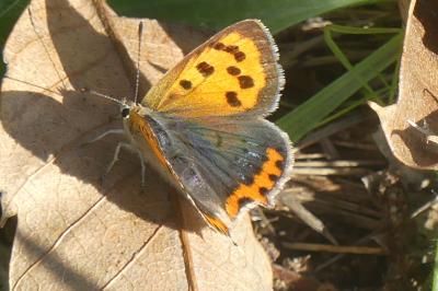 <i>Lycaena phlaeas</i>