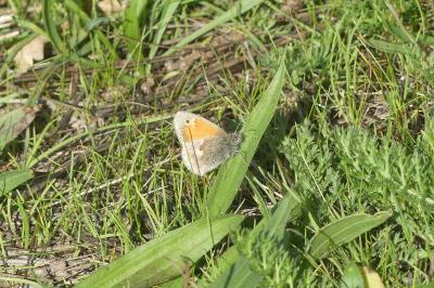 <i>Coenonympha pamphilus</i>