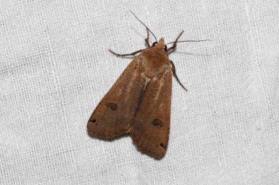 <i>Noctua pronuba</i>