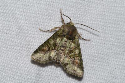 <i>Dryobotodes roboris</i>