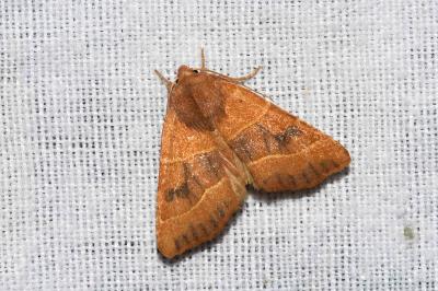 <i>Atethmia centrago</i>