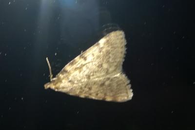 <i>Aglossa pinguinalis</i>
