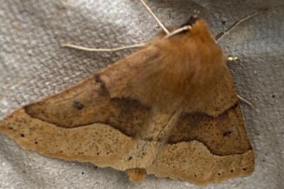 <i>Crocallis tusciaria</i>