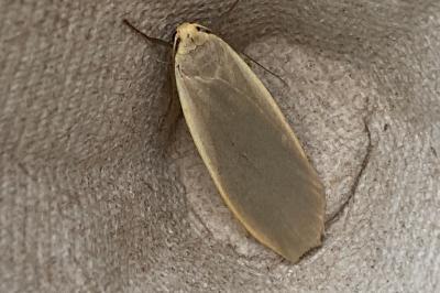 <i>Collita griseola</i>