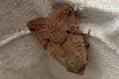 <i>Propenistra laevis</i>