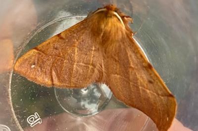 <i>Colotois pennaria</i>