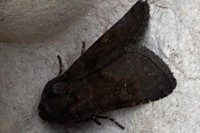 <i>Aporophyla lueneburgensis</i>