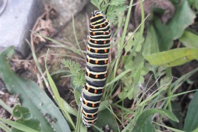 <i>Papilio machaon</i>