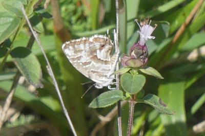 <i>Cacyreus marshalli</i>